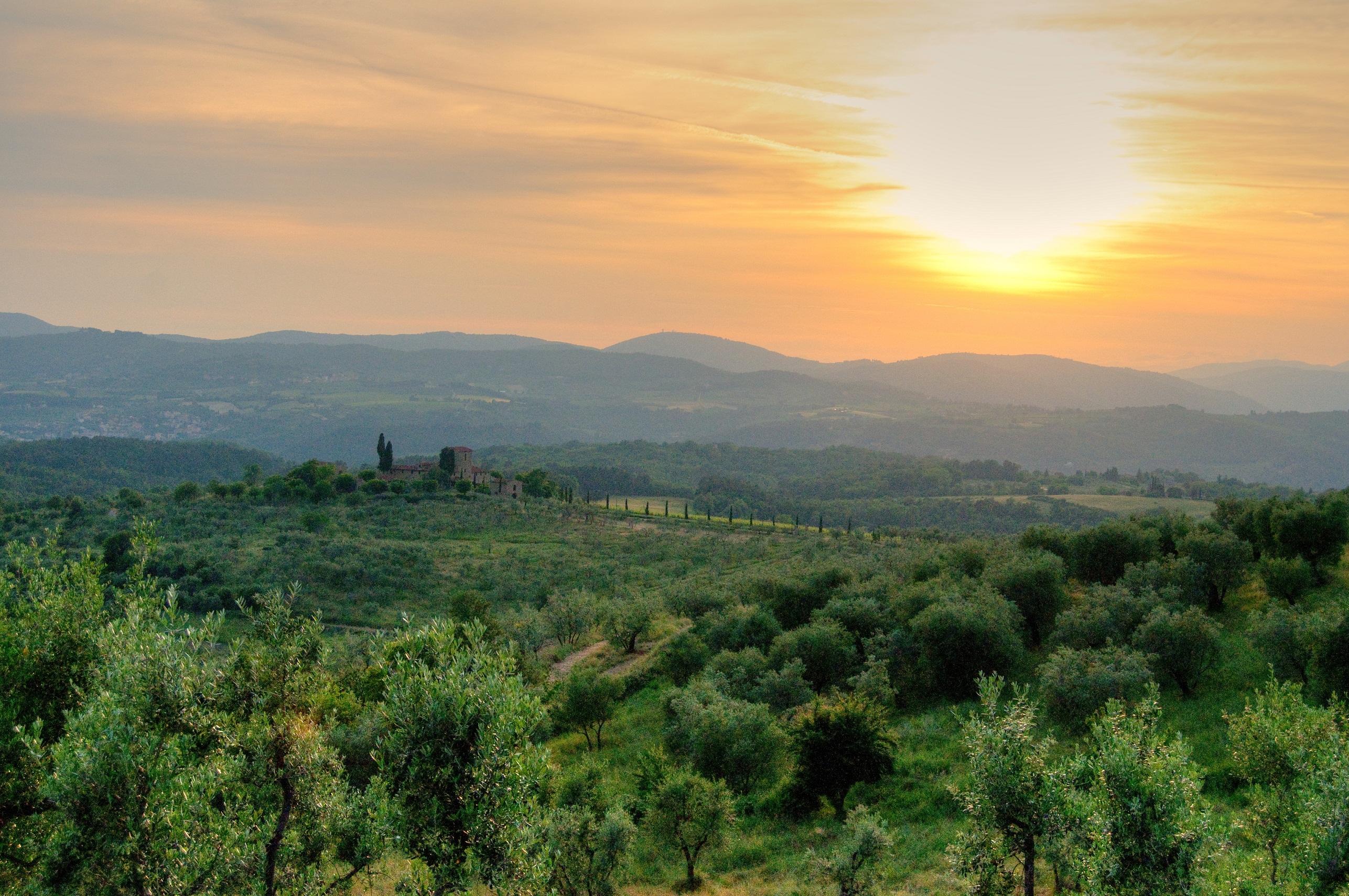 Florentine Tuscan Olive Groves