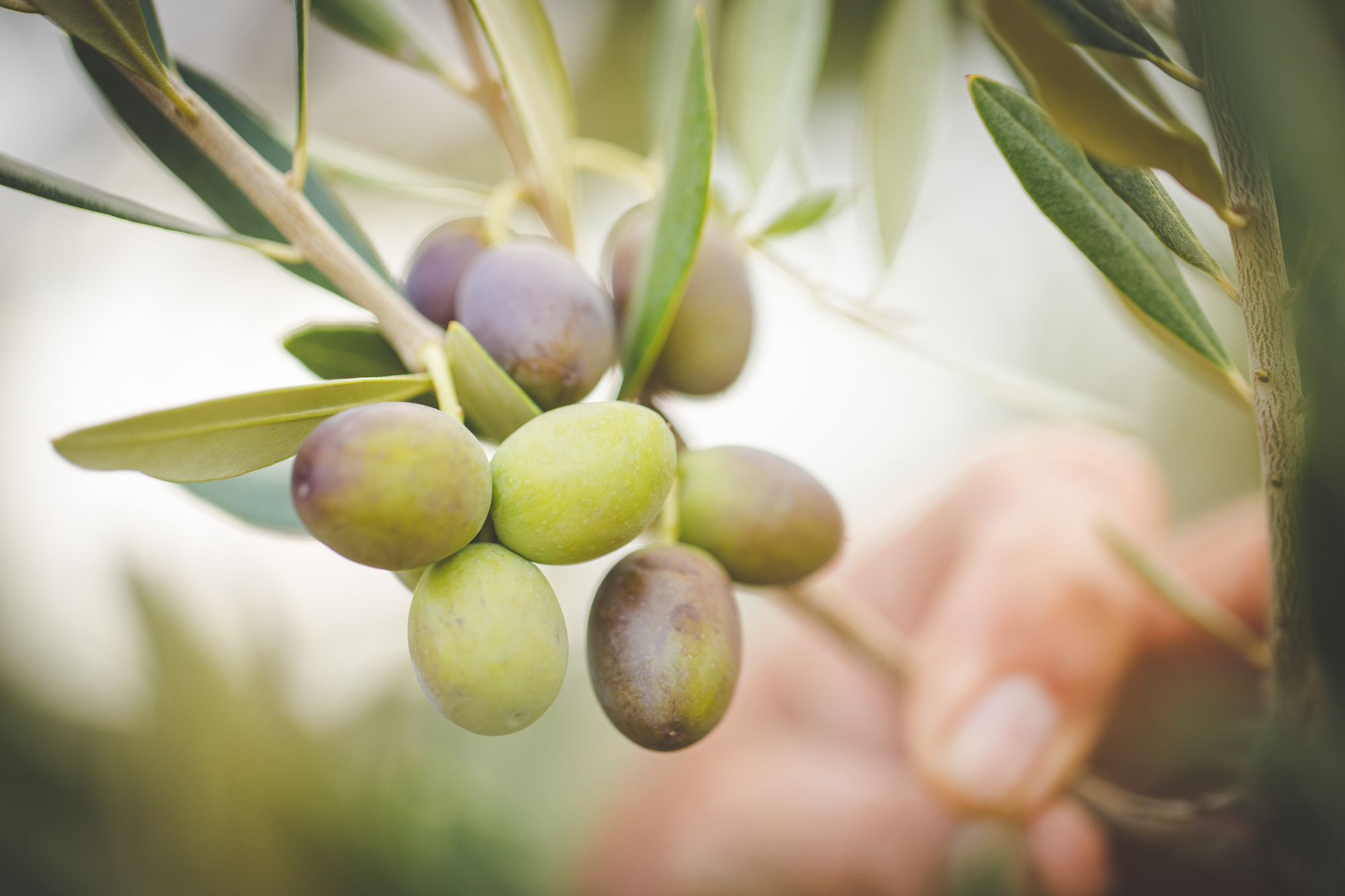 Italian Olive Groves Naples Napoli, Italy Olive Groves