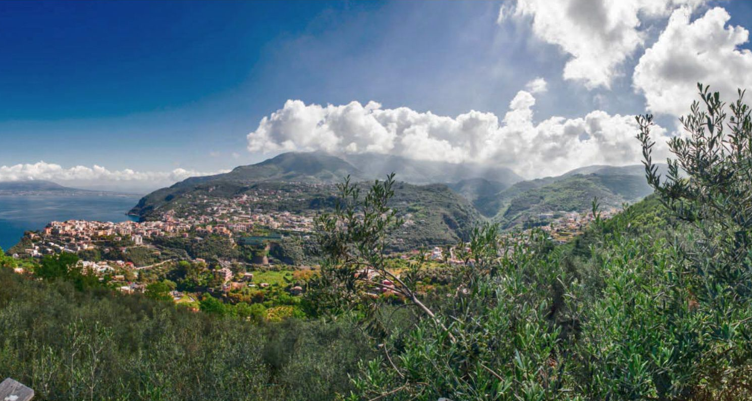 Olive Trees Planted as a Memorial and Celebrations