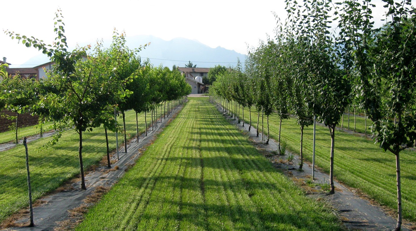 Piazza Armerina Sicily Sicilian Olive Groves