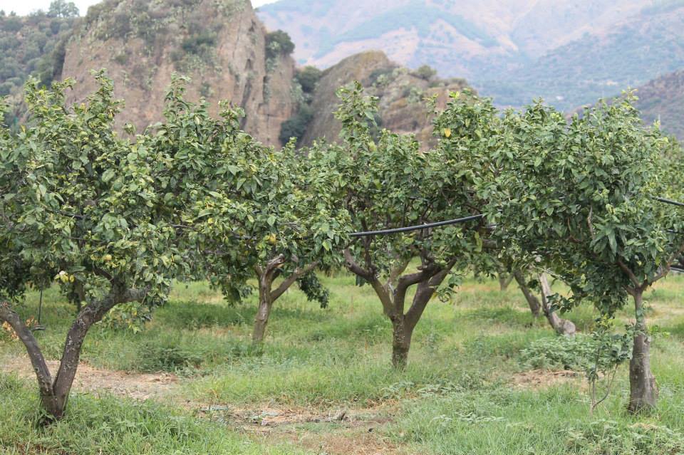 Olive Trees Planted in Bergamont Groves Calabria as a Memorial and Celebrations