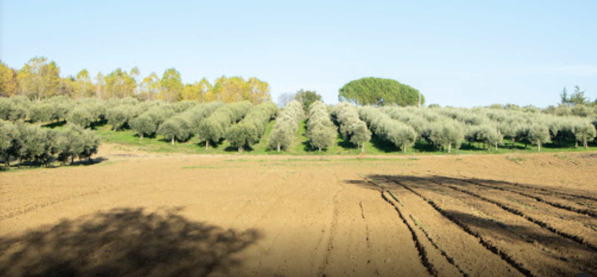 Piazza Armerina Sicily Sicilian Olive Groves