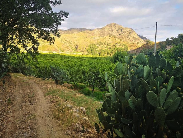 Calabrian Olive Groves