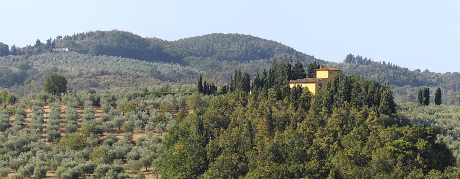 Plant Milestone Trees, Memory Olive Trees In Tuscany Italy & Sicily