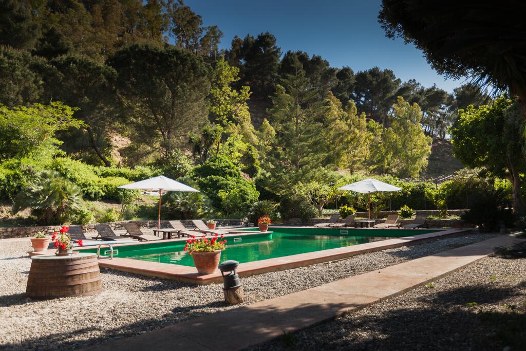 Sicily  Sicilian Plant Olive Tree Olive Groves