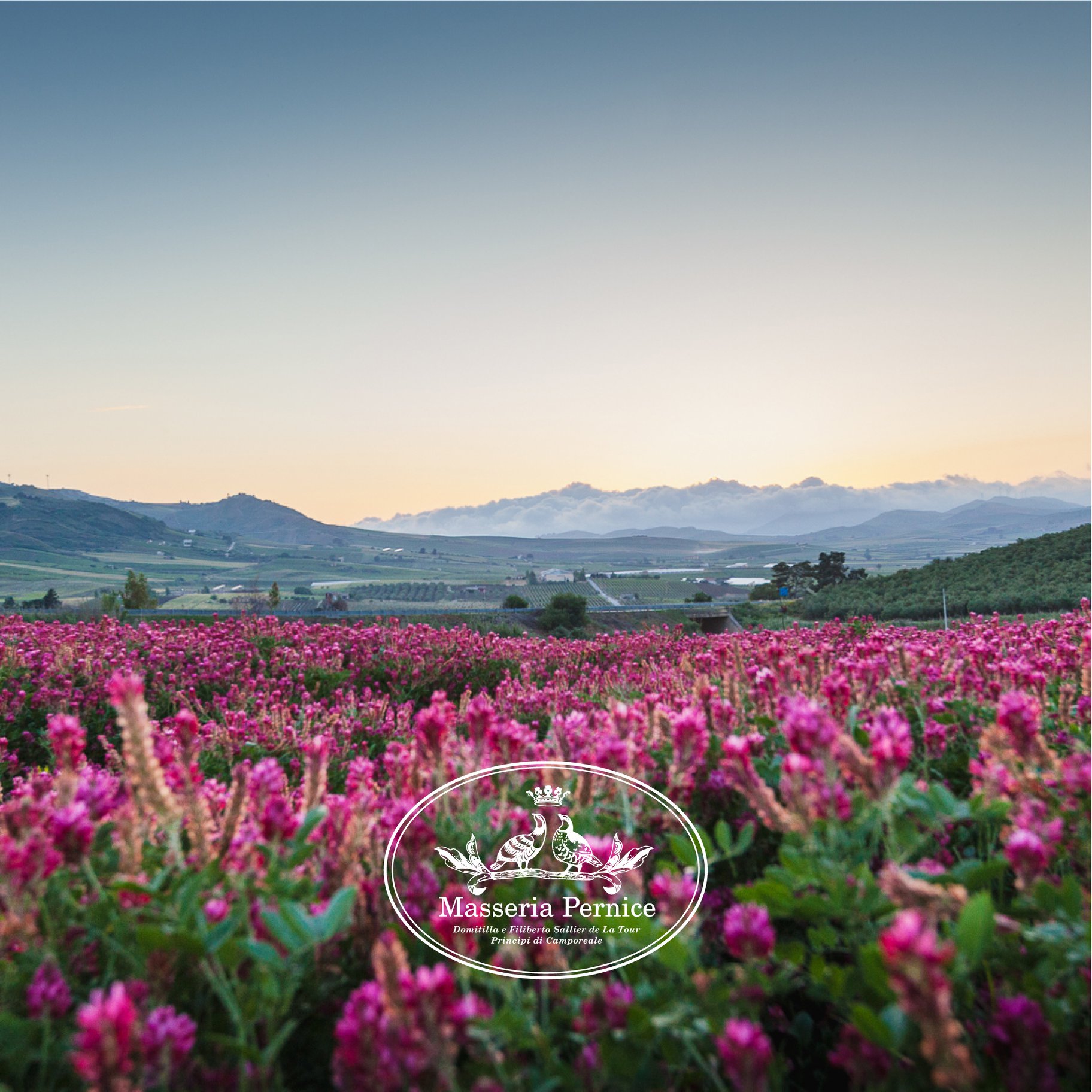 Sicily  Sicilian Olive Groves