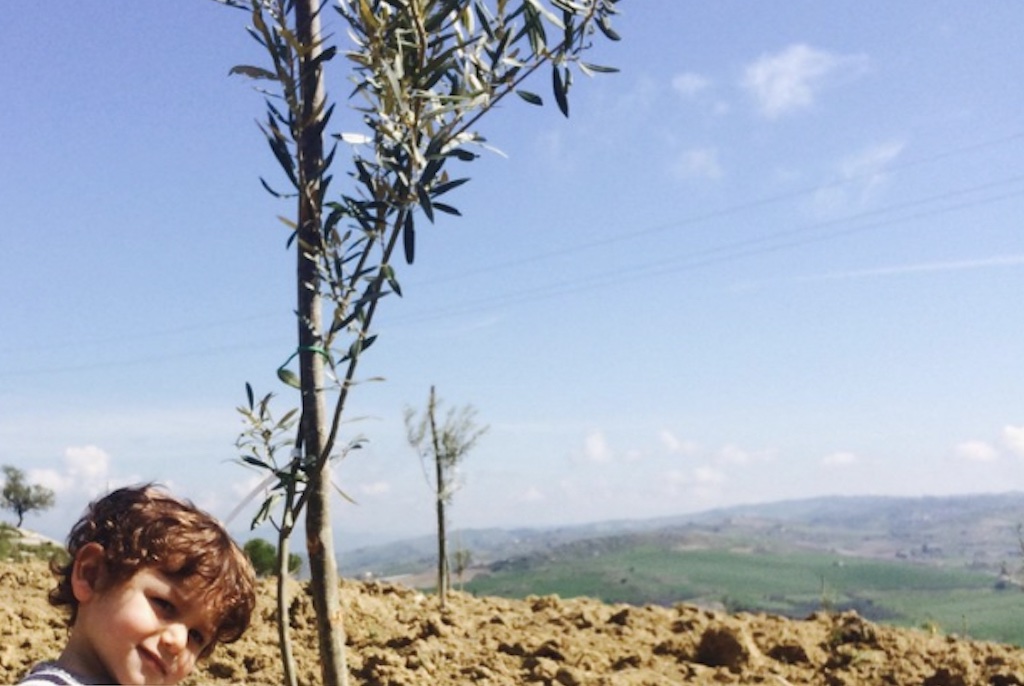 Olive Trees Planted in Sicily as a Memorial and Celebrations