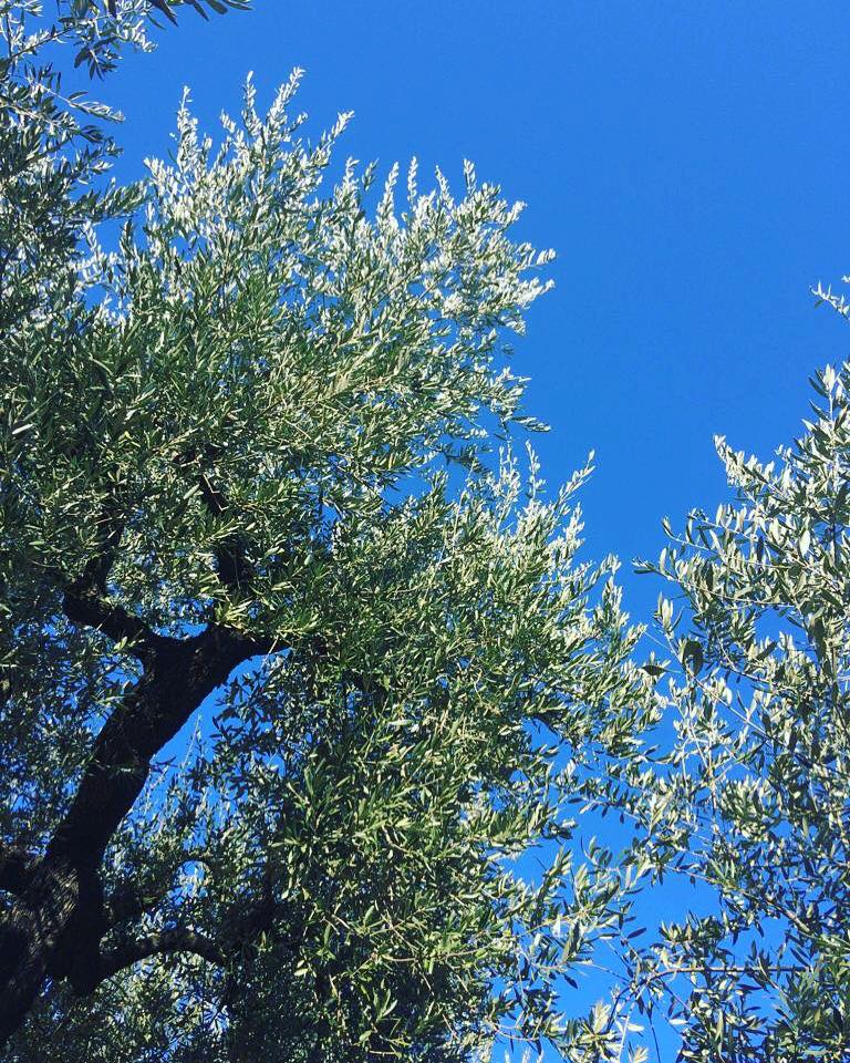 Olive Trees Planted as a Memorial and Celebrations