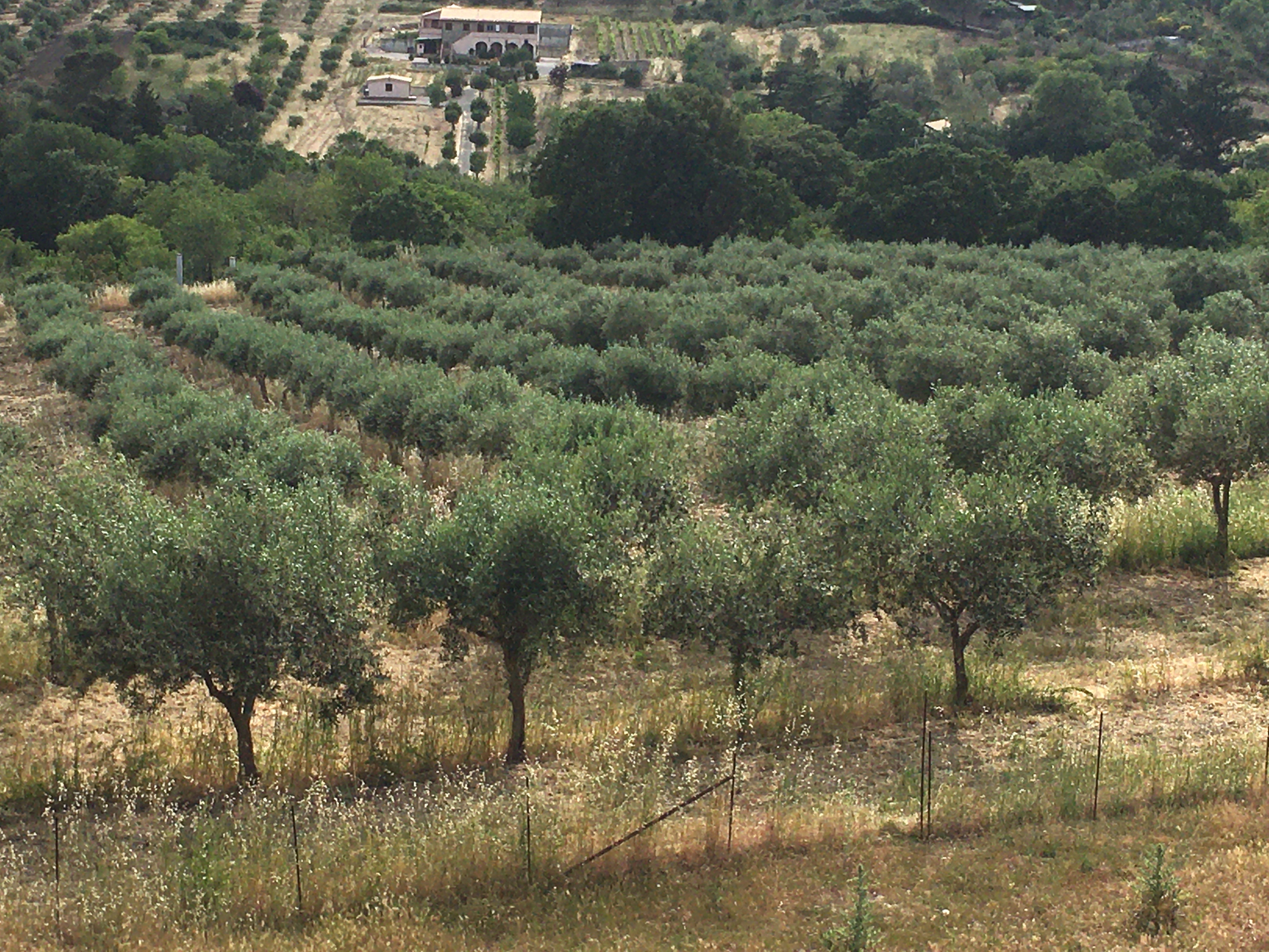 Sicily  Sicilian Olive Groves