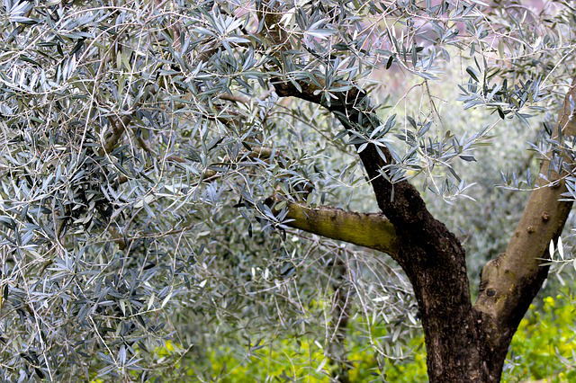 Buccheri, Province of Syracuse Sicily Sicilian Olive Groves