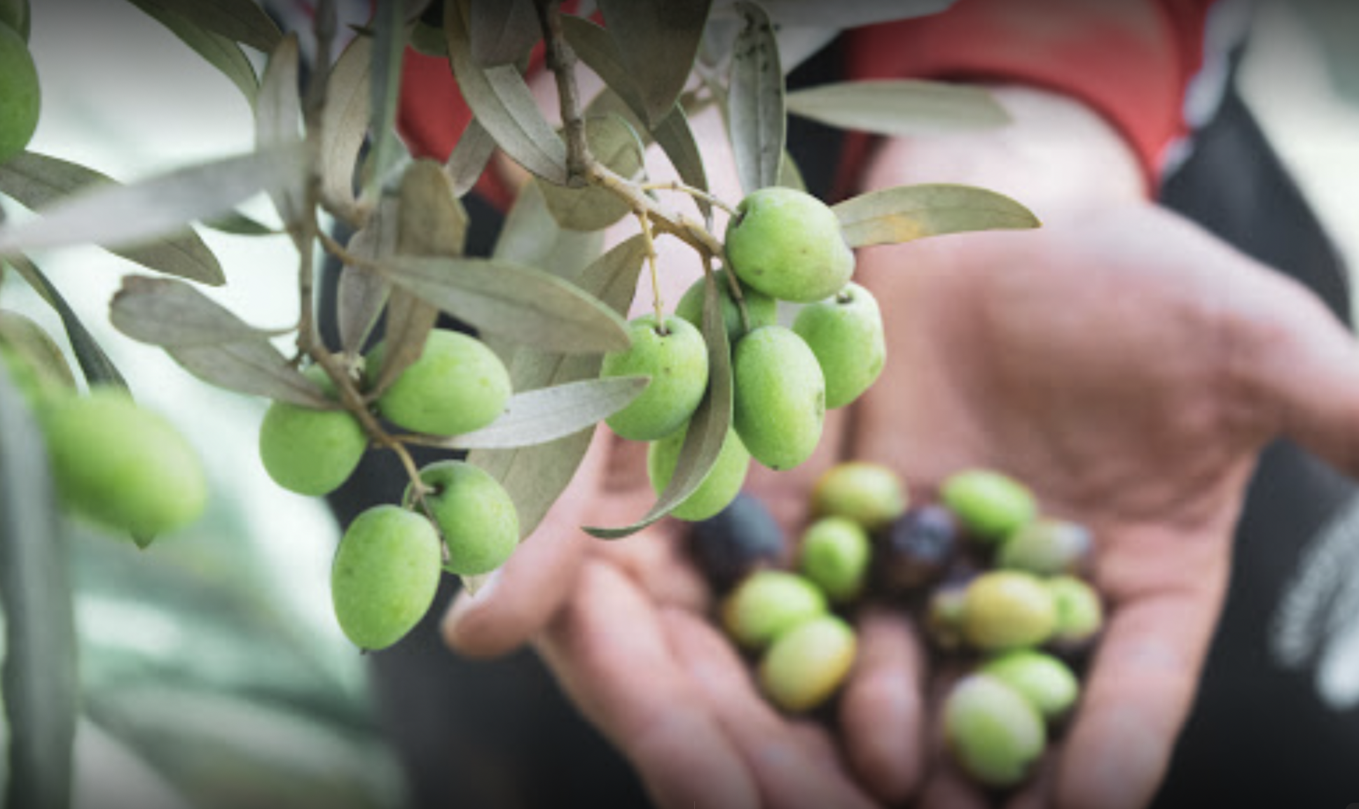 Plant Milestone Trees, legacy Memory Trees In Italy & Piazza Armerina Sicily