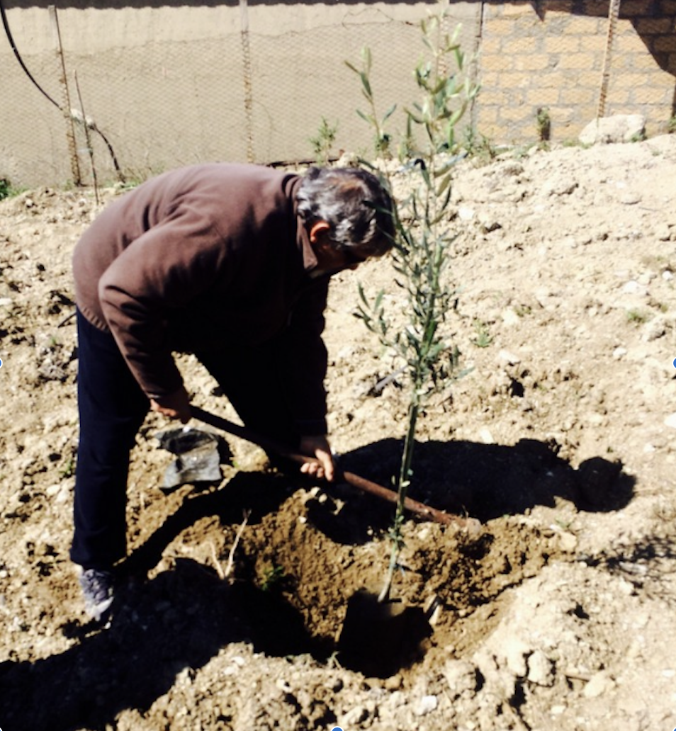 Plant Milestone Trees, Memory Trees In Italy & Sicily