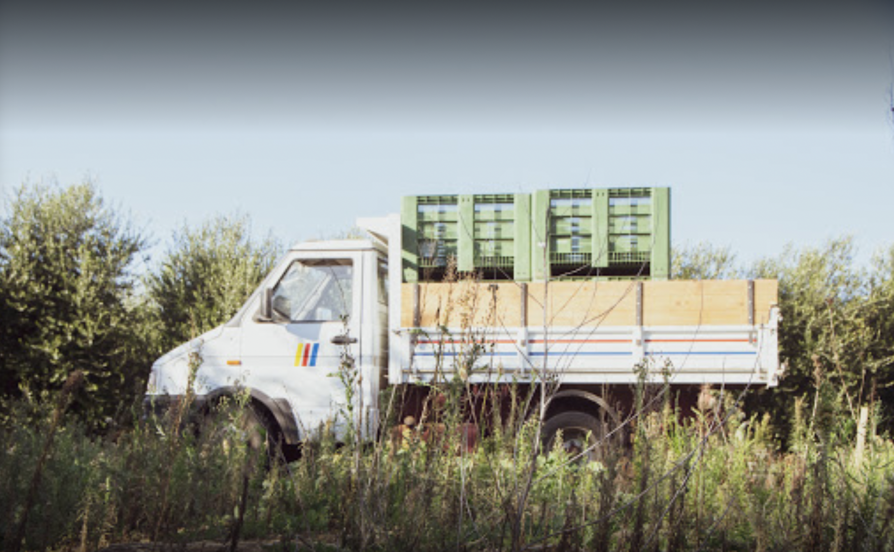 Piazza Armerina Sicily Sicilian Olive Groves