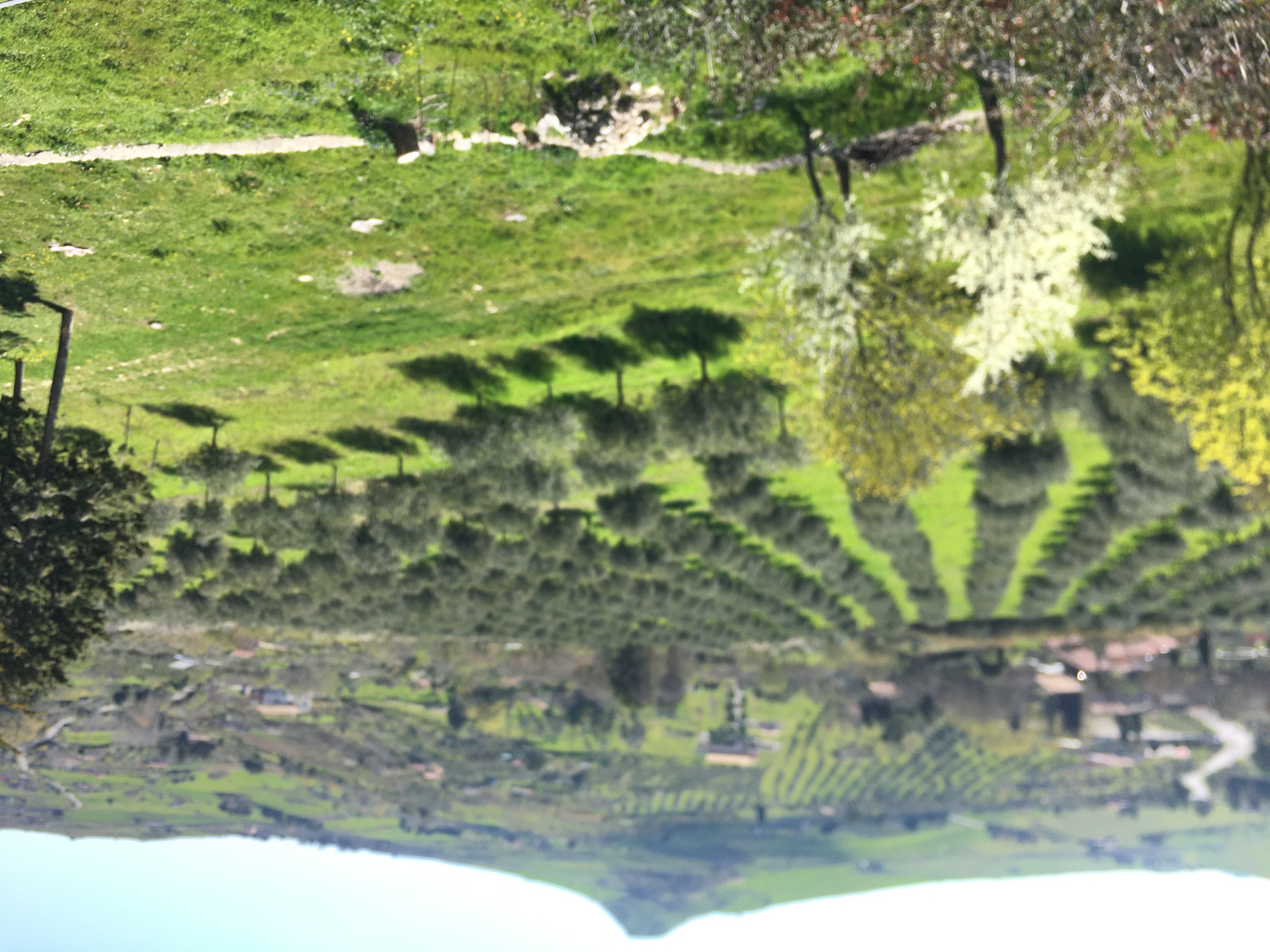 Sicily  Sicilian Plant Olive Tree Olive Groves
