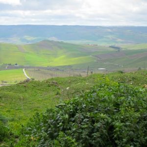 Olive Groves in Sicily