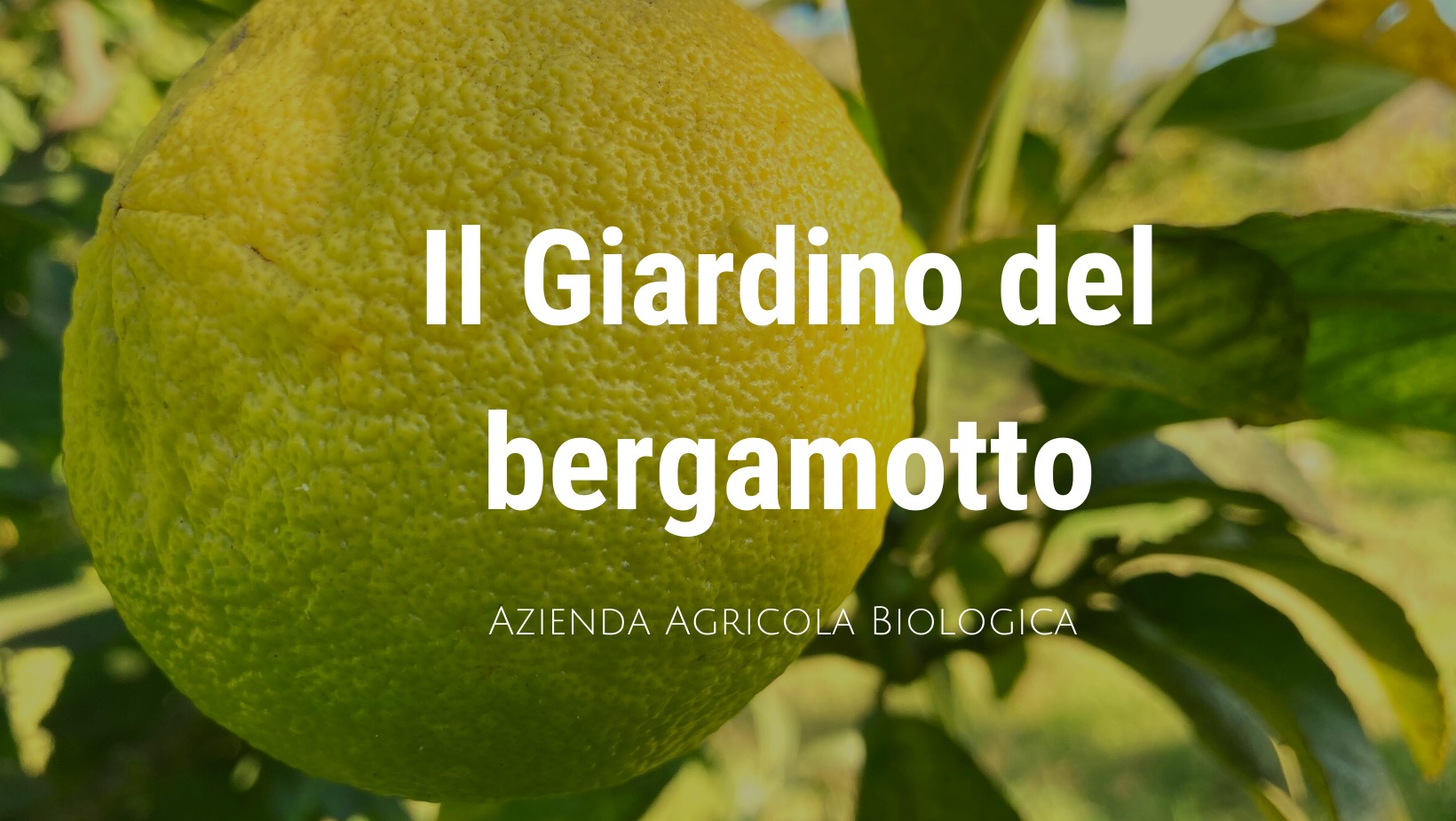 il-giardino-bergamotto