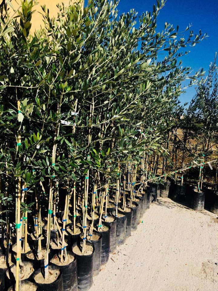 olive_grove_montedoro