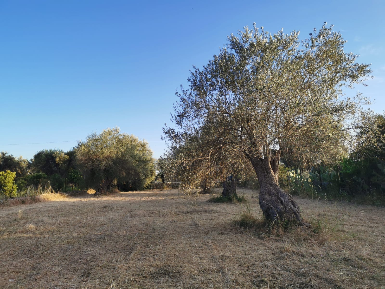 siracusa-olive-tree
